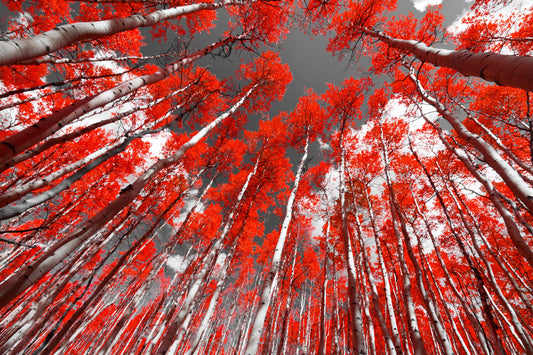 Red Forest