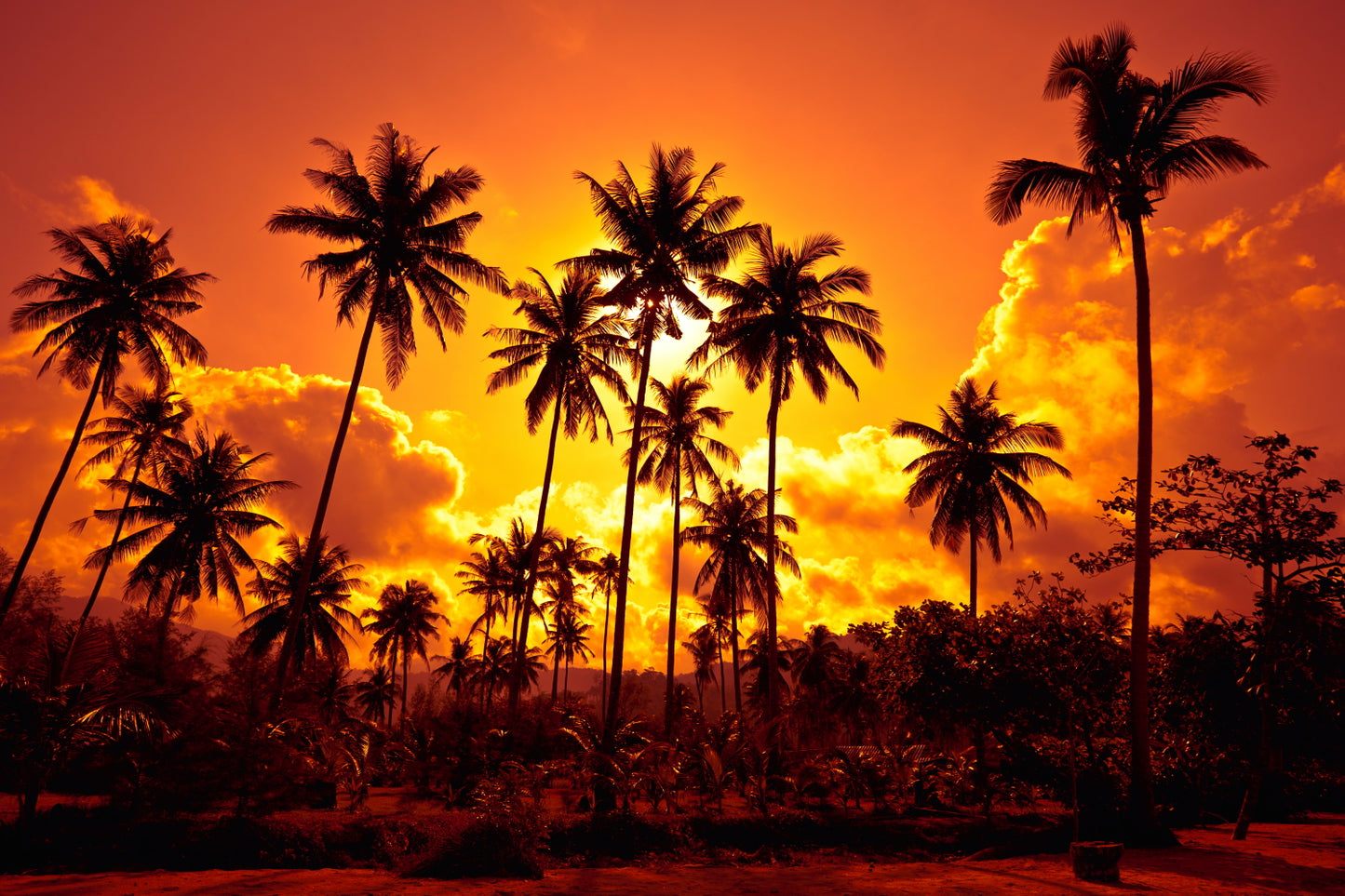 Palm Tress Against the Setting Sun