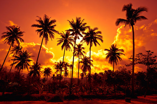 Palm Tress Against the Setting Sun