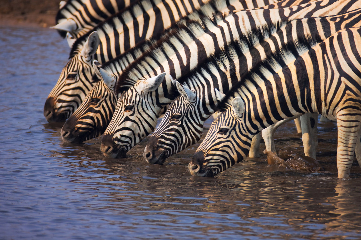 Wildlife Photography Zebras wall art