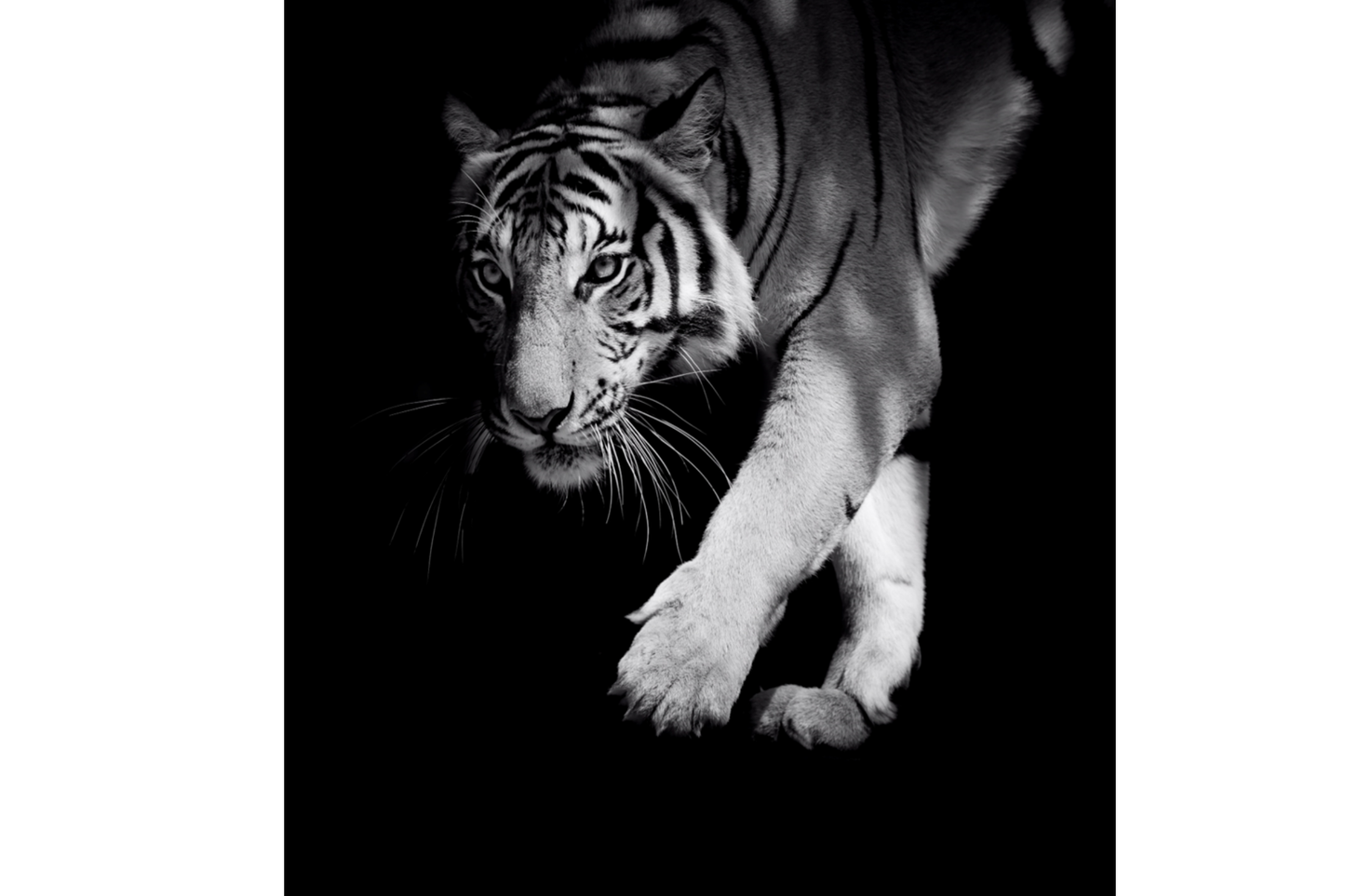 Tiger Canvas Wall Art