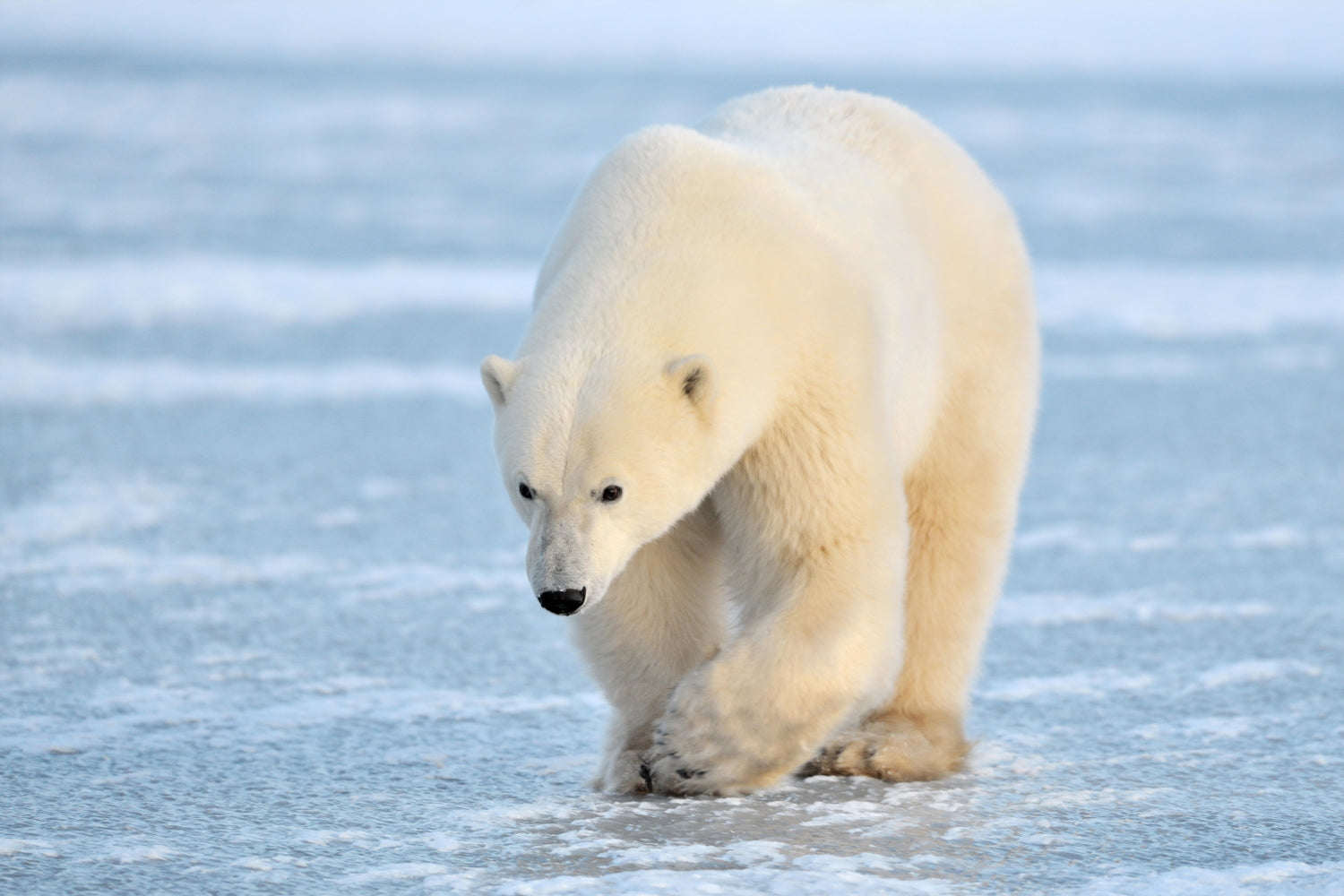 Polar Bear wall art