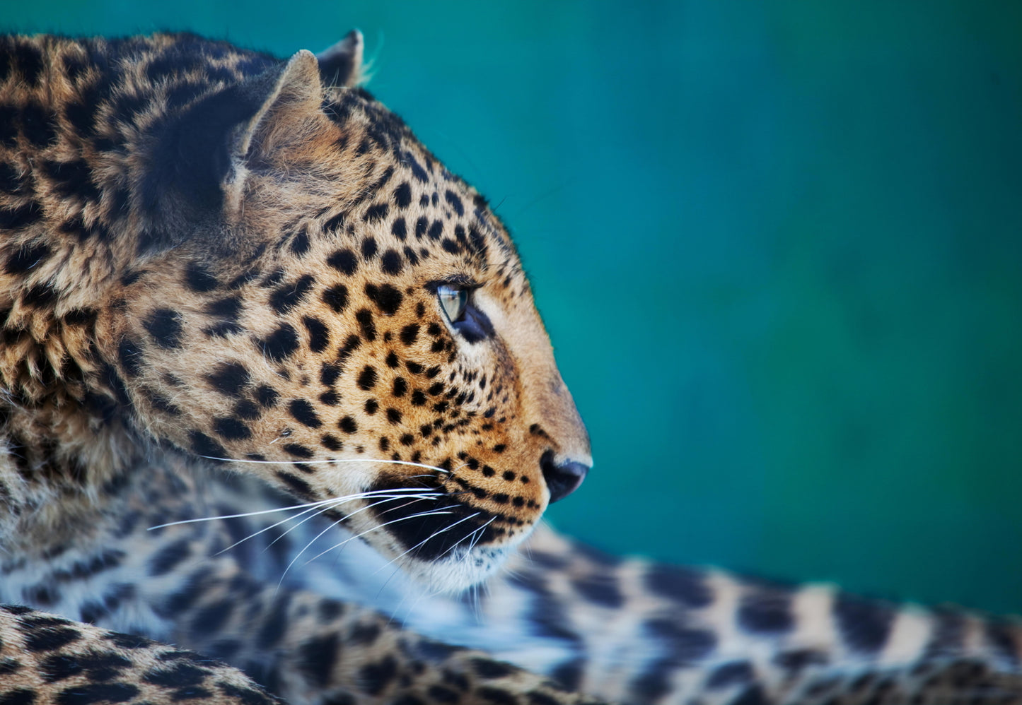 Leopard Wall Art