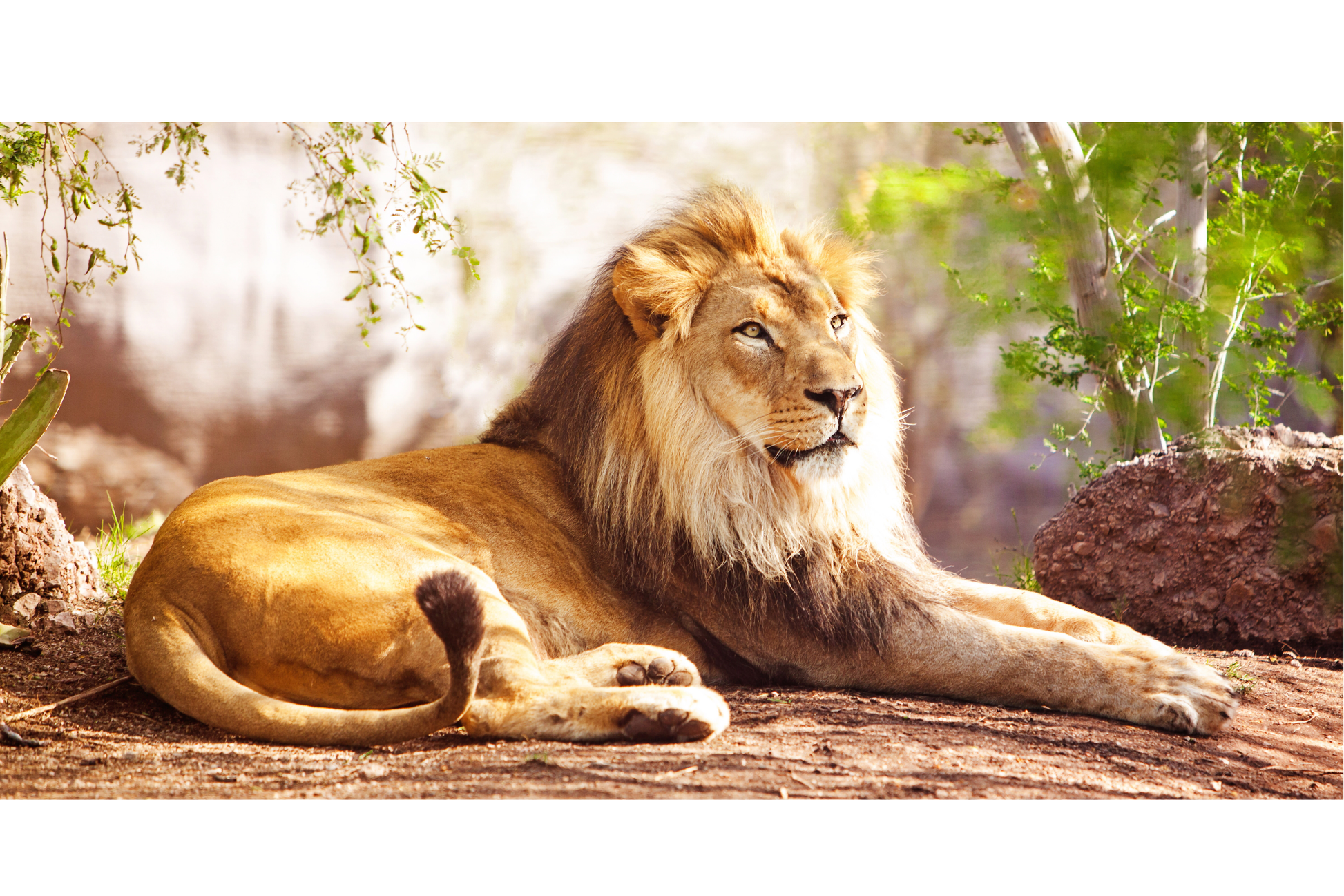 lion canvas wall art