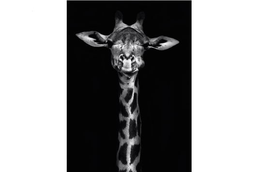 Giraffe wall art