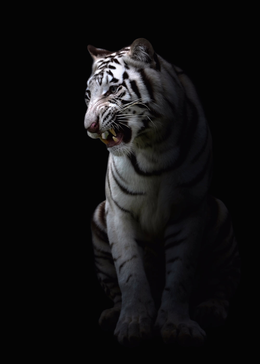 White Tiger