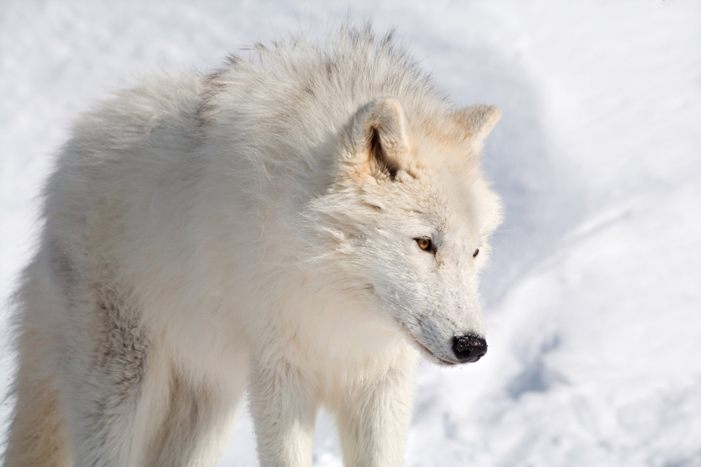 white wolf wall art