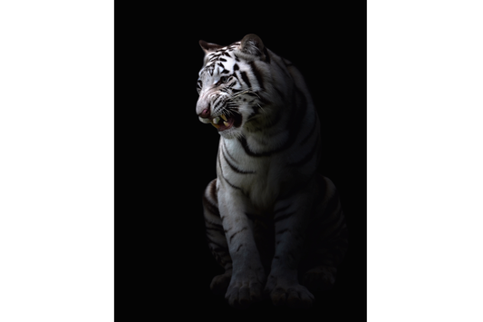 White Tiger